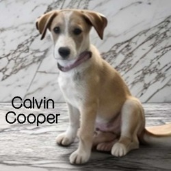 Thumbnail photo of Calvin Cooper #2