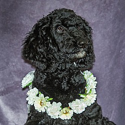 Photo of Audrey-DoubleDoodle