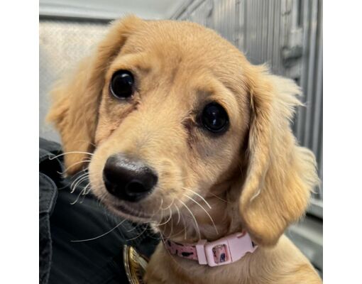 Chino Hills, CA - Dachshund/Mixed Breed (Medium). Meet Dior (C000-508 ...