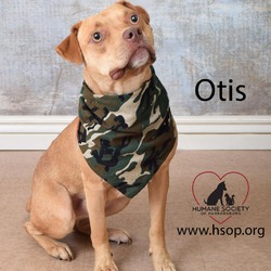 Thumbnail photo of Otis #4