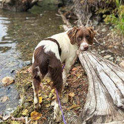 Thumbnail photo of Phoebe the Brittany! #3