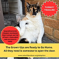 adopt a pet