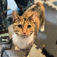 adopt-pet