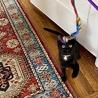 adopt a pet