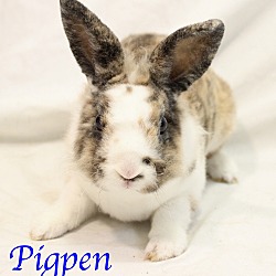 Thumbnail photo of Pigpen #1