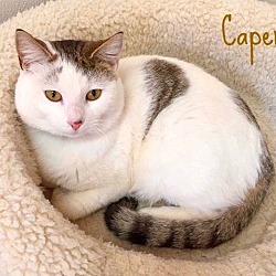 Thumbnail photo of Caper #1