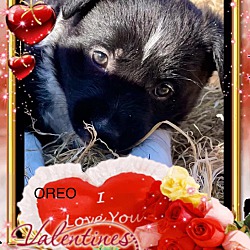 Thumbnail photo of Oreo #4