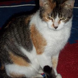 Thumbnail photo of Patches - ADOPTED #1