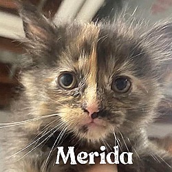 Photo of Merida