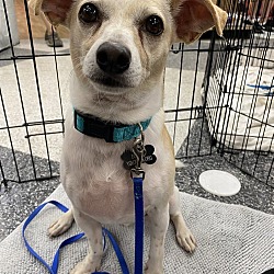 Photo of Chewy