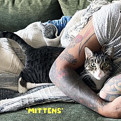 Photo of Mittens