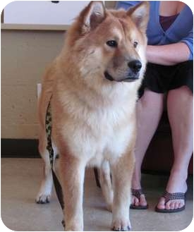 chow husky puppies for sale