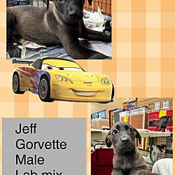 Thumbnail photo of JEFF GORVETTE #2