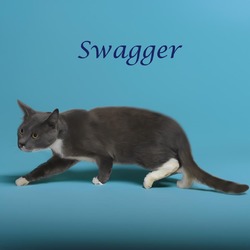 Thumbnail photo of Swagger C24-270 #2