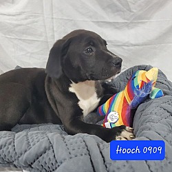 Thumbnail photo of BP Pup Hooch #3