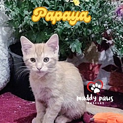 Thumbnail photo of Garden Variety Litter:  Papaya #1