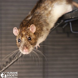 bonded pet photo