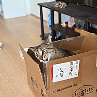 adopt a pet