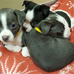 Thumbnail photo of M'lynn's Puppies #3