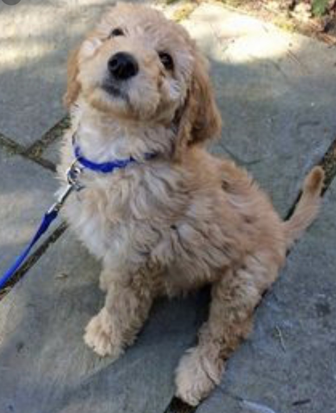 Staten Island, NY - Goldendoodle. Meet 