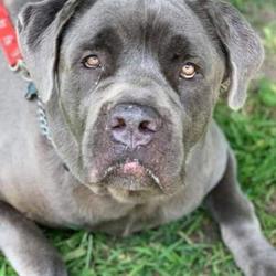Cane Corso Puppies For Sale In New Jersey Adoptapetcom