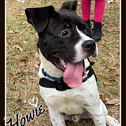 Thumbnail photo of Howie #4