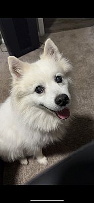 Alpharetta, GA - American Eskimo Dog. Meet Maomao a Pet for Adoption