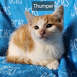 Photo of Thumper - available soon