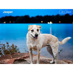 Photo of JASPER