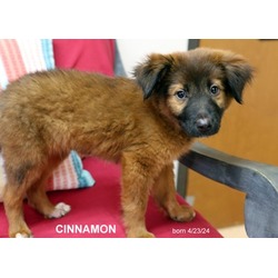 Photo of Cinnamon