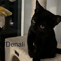 Thumbnail photo of Denali #1