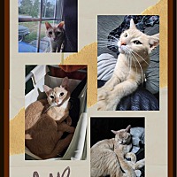 adopt a pet
