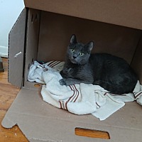 adopt a pet