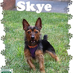 Thumbnail photo of Skye #2