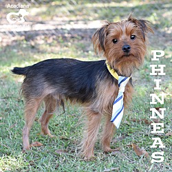 Thumbnail photo of Phinneas #4