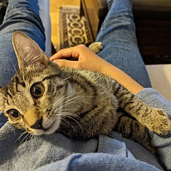 Thumbnail photo of Scallop - laid back lap kitten #2
