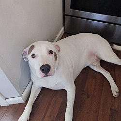 Photo of Colt