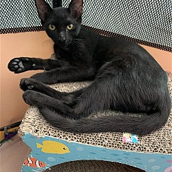 Photo of Blackjack