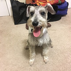Oakwood standard hot sale schnauzers