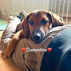 Photo of CLEMENTINE