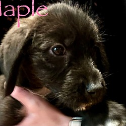 Thumbnail photo of Maple #1