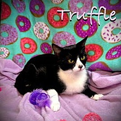 Thumbnail photo of Truffel #2