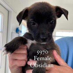 Thumbnail photo of Obsidian #2