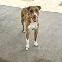 adopt a pet