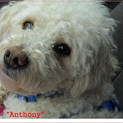 Thumbnail photo of Anthony(in adoption process) #1