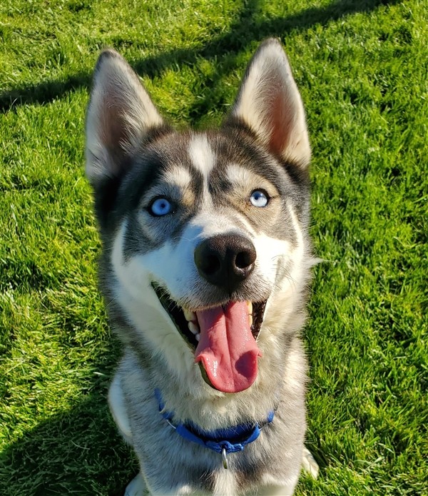 Adopt Kairo Pending Adoption a Siberian Husky / Mixed dog in Kamloops