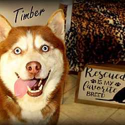 Thumbnail photo of Timber~adopted! #1