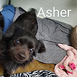 Photo of ASHER