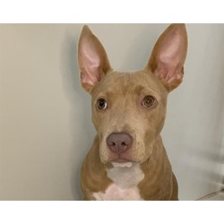 Photo of JAZZY-IN FOSTER
