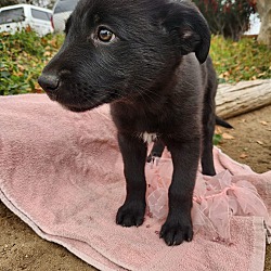 Photo of Shelby Pup (Female #2)